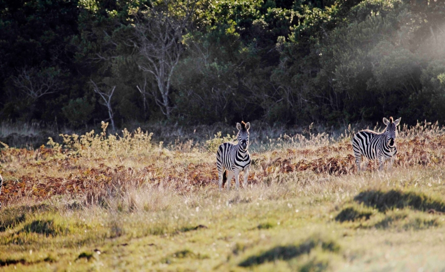 Commercial Property for Sale in Royalston Residential Estate and Wildlife Reserve Eastern Cape